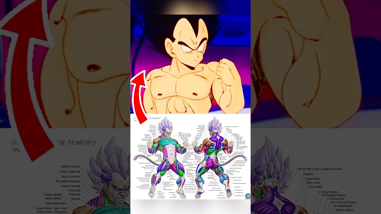 Why Saiyans Don&rsquo;t Need To Workout To Get JACKED