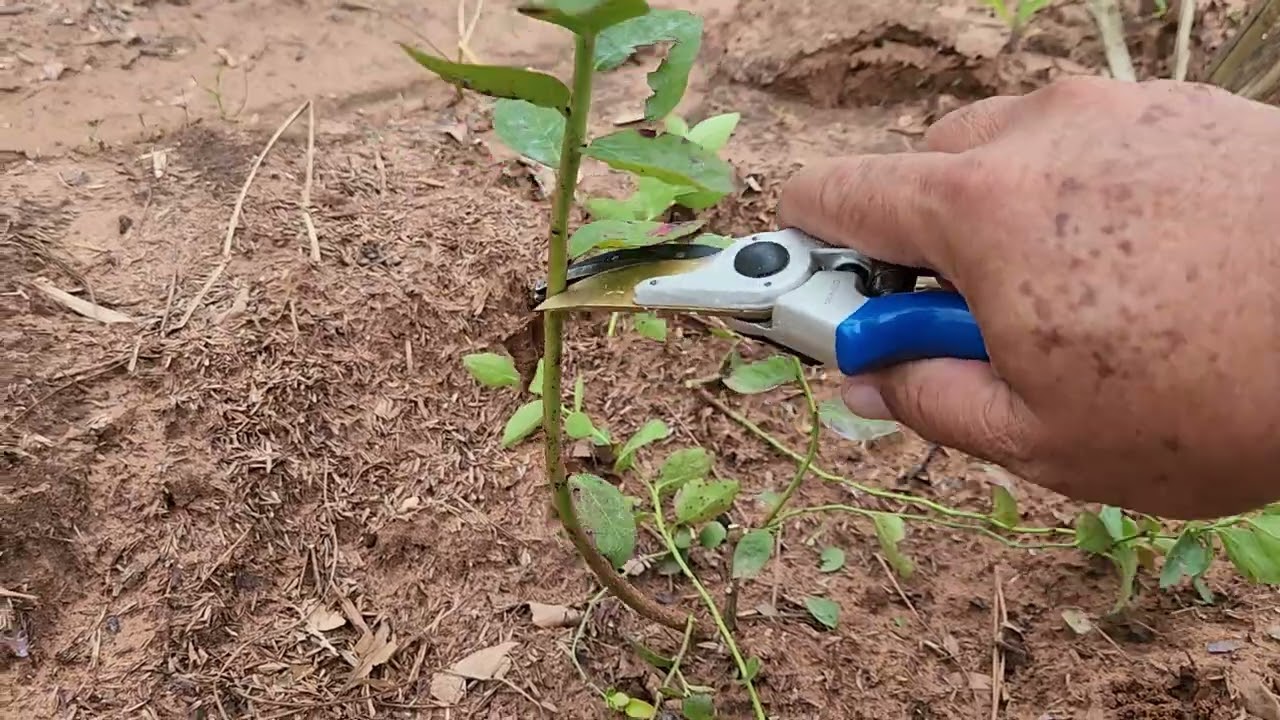 Poda de formação de mirtilo