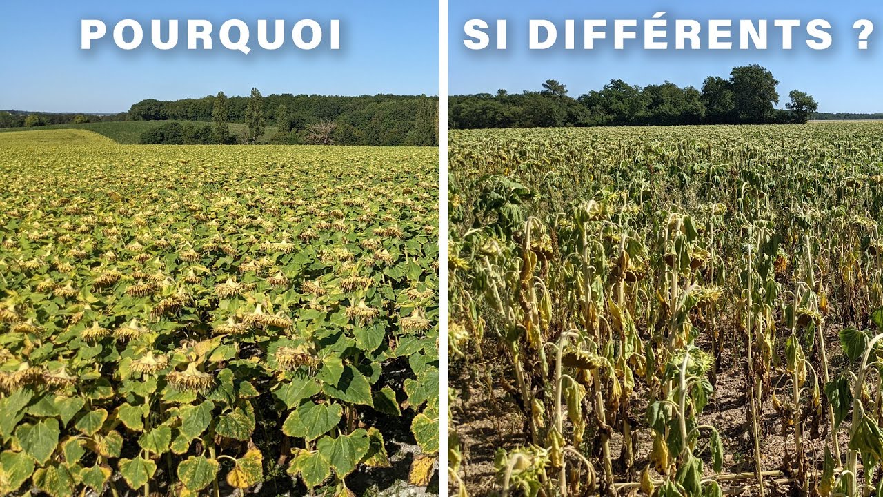 La sécheresse fait souffrir certains tournesols mais moins d'autres, pourquoi ? - 2022