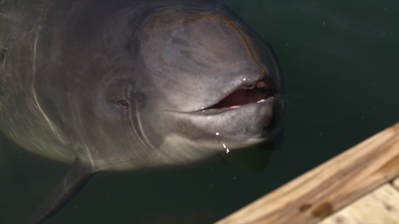 Delfinen Delle har dræbt et marsvin