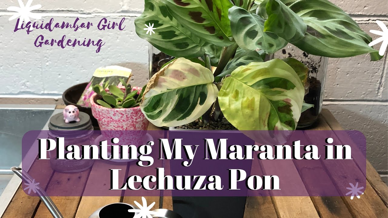 Planting a Maranta in Lechuza Pon
