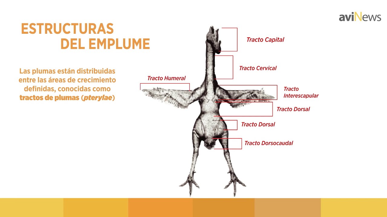Cómo es el EMPLUME en REPRODUCTORAS PESADAS 🐓 ESTRUCTURA y COMPOSICIÓN de las PLUMAS