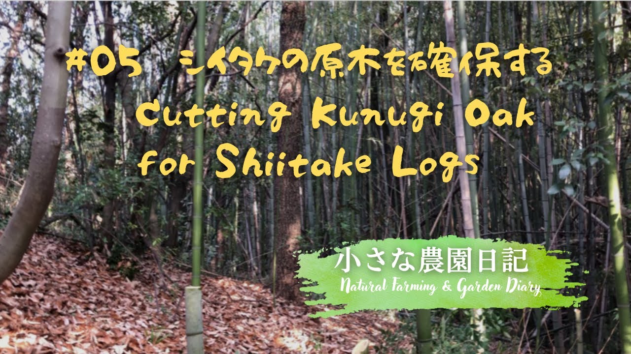 原木シイタケのためにクヌギを伐る｜日本の里山での暮らしCutting Kunugi Oak for Shiitake Logs | Life in Japan’s Satoyama
