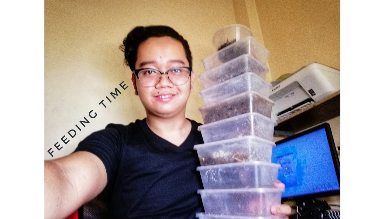 Feeding Time | Exotic colonies | Ant Philippines