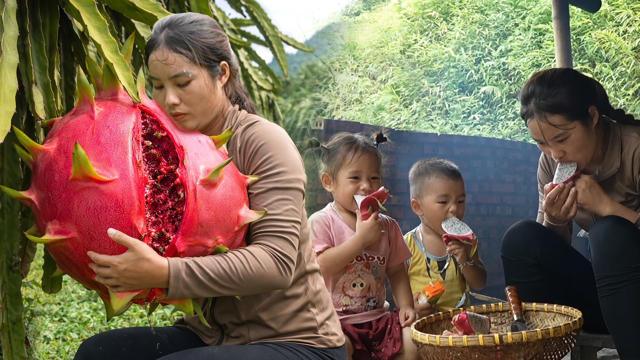 Harvesting 1000kg+ fresh dragon fruit from huge garden for sale – Giving my kids Nhi & Khoi a bath