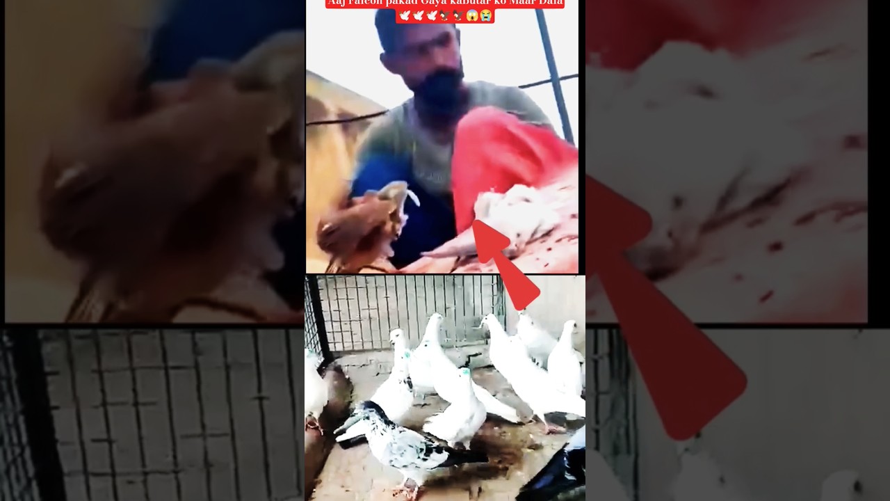 chidimar Ne Falcon ko pakad liya kabutar ko Maar Dala Falcon||🕊🕊🦅😱😭#pigeon#indianpegion#falcon#pets