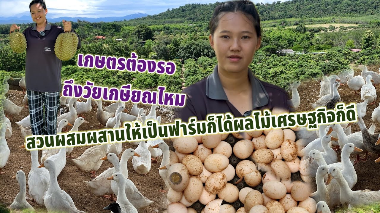 ฟองใหญ่ ไข่แดง ไม่เหม็นสาบฟาร์มเป็ดอี้เหลียงก็ได้ผลไม้เศรษฐกิจก็ดี #เกษตรผสมผสาน #เป็ดอี้เหลียง