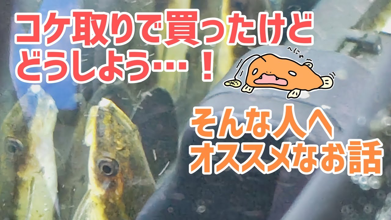 オトシンクルス飼育で最初に知っておくと良いこと　その2