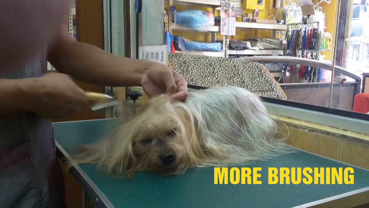SILKY TERRIER BASIC GROOMING @ JY PET SALON