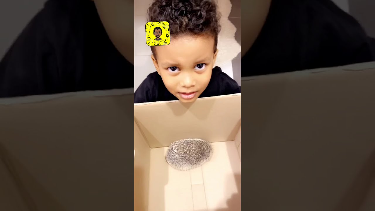 طردونا من البيت بسبب قنفذ 🦔 