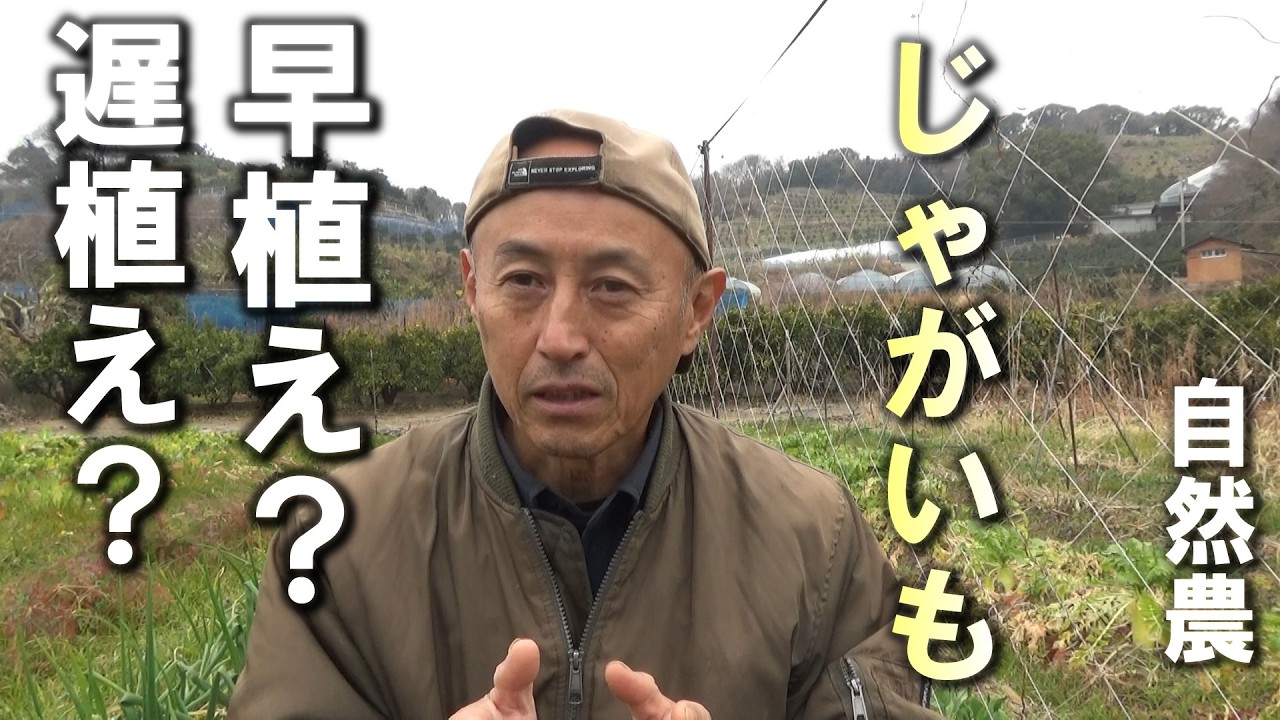 【自然農】早植え・遅植え　どっちが正解？　ジャガイモ植えどき適期を「霜と梅雨」から考える　2026年2月16日【natural farming】
