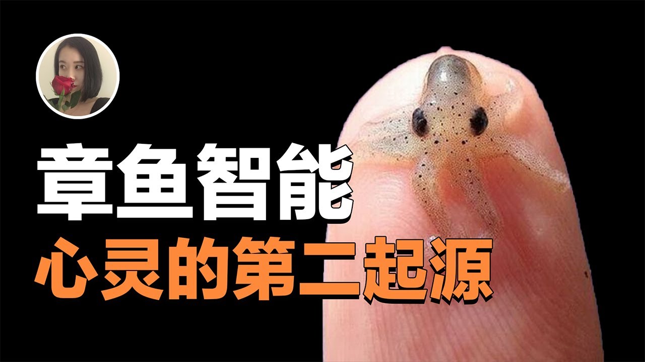 【心灵的第二起源】章鱼到底有多古灵精怪 为什么一身技能却只活2年?|why octopus so smart but only live 2 years【王林林Eileen】