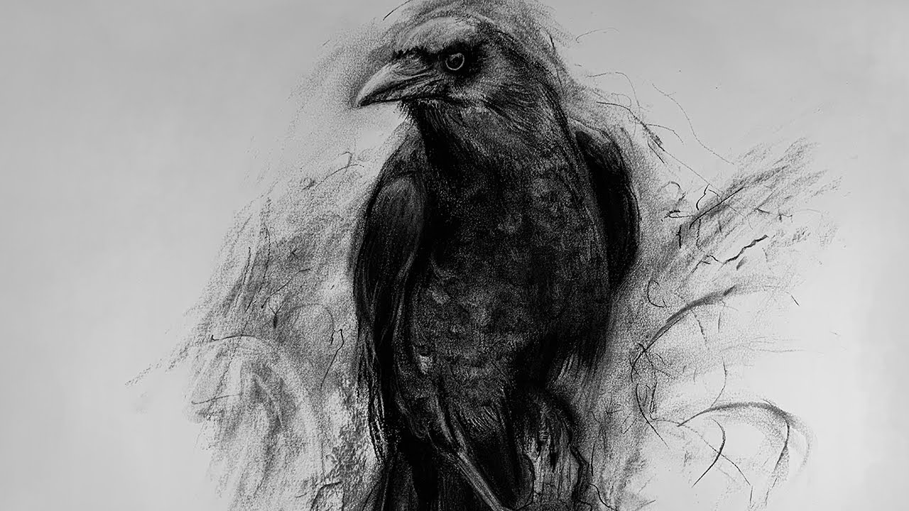 Crow | Charcoal Drawing