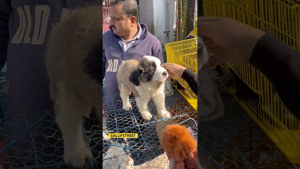 GALLIFSTREET pet market/dog market Kolkata |