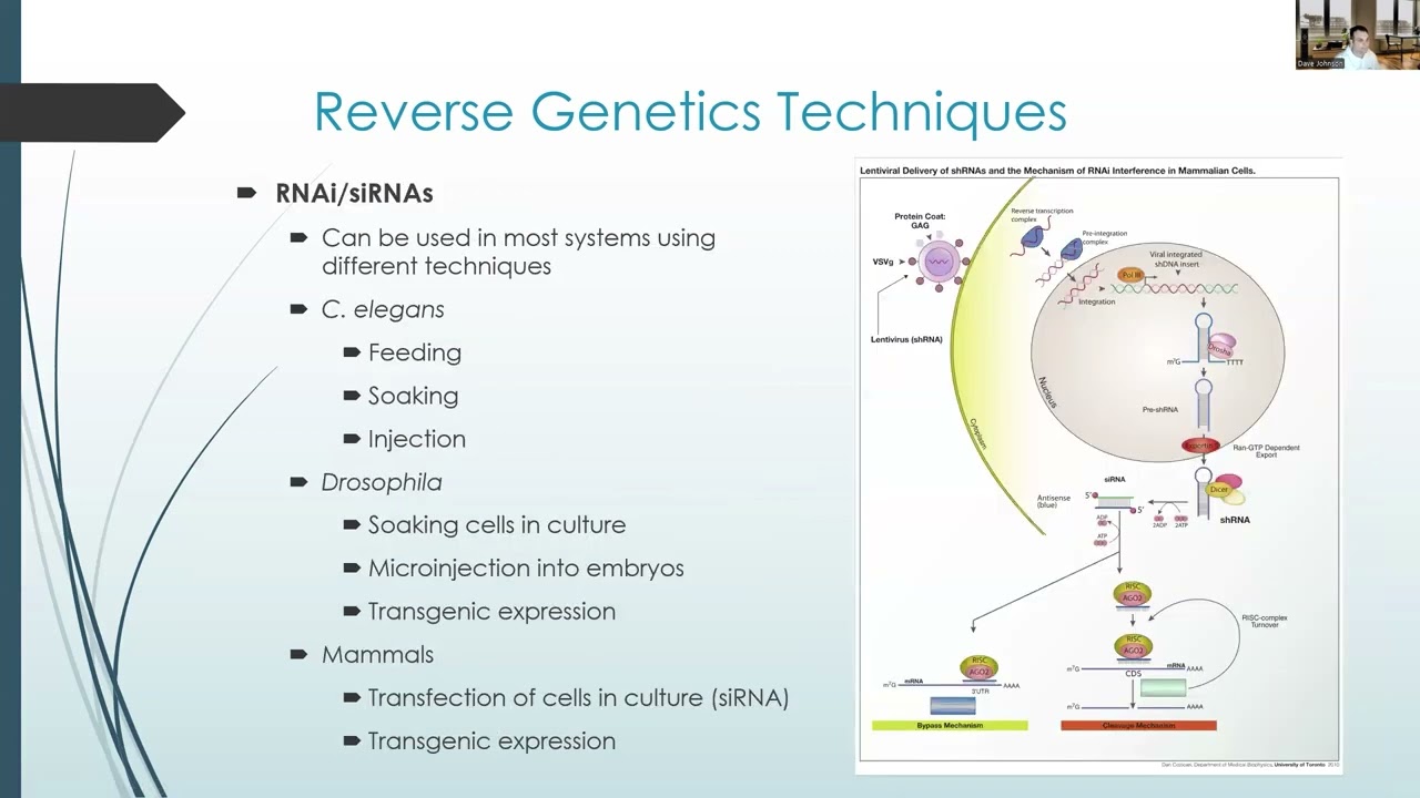 Genetic Screens