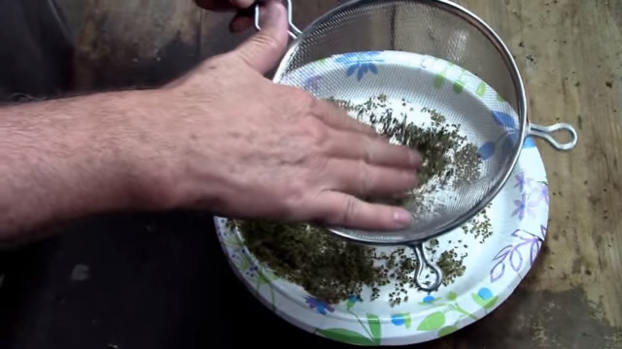 Saving Carrot Seeds. How To Harvest and Clean Them.