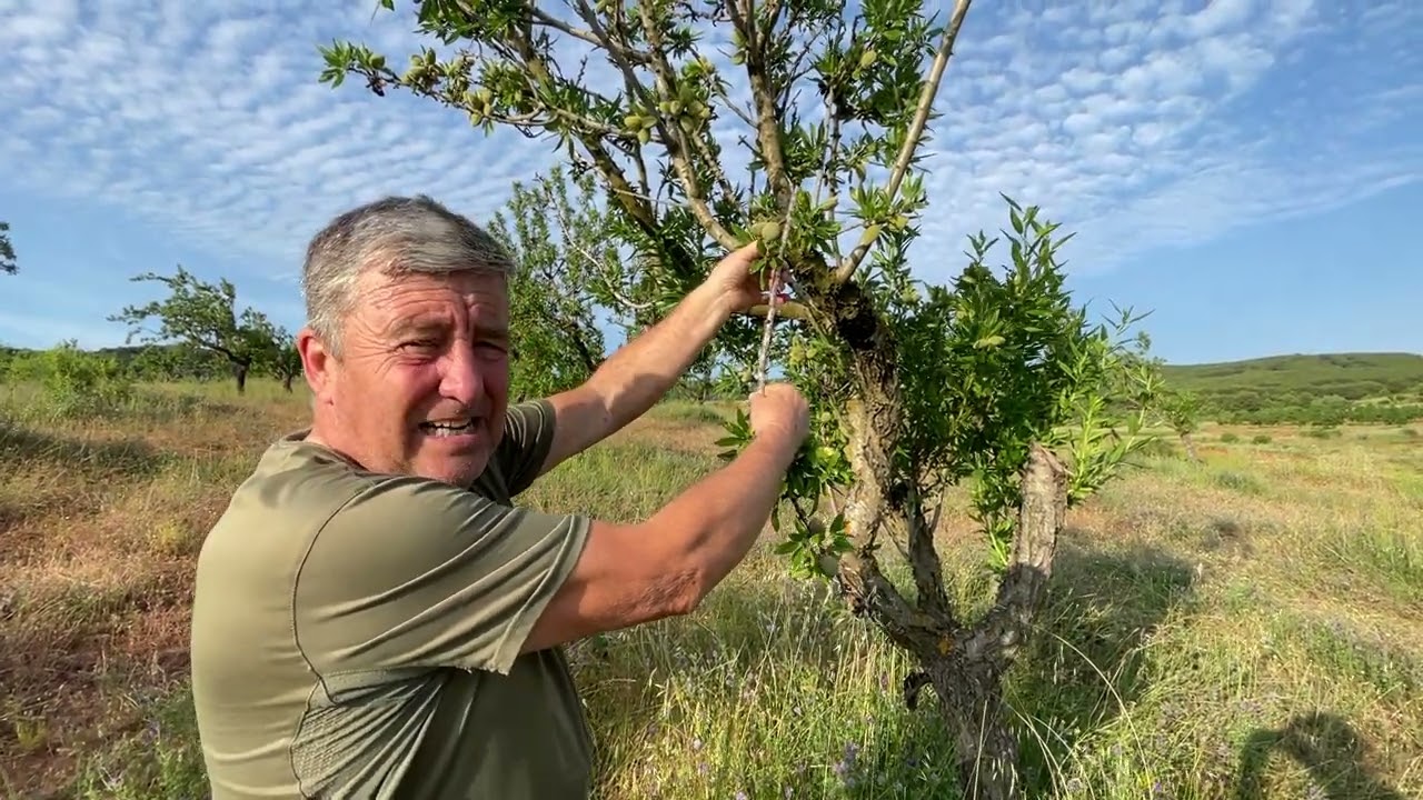 El fungicida para el Almendro más barato del mundo