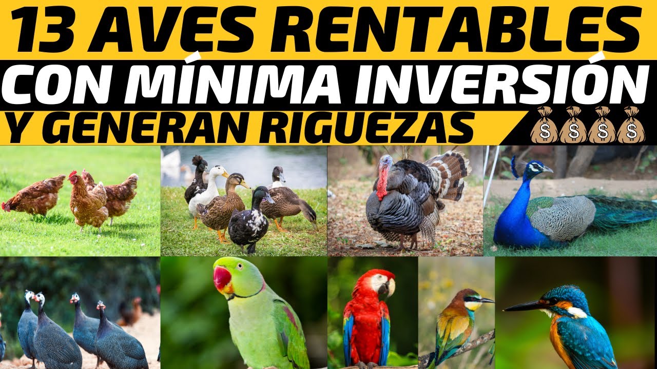 13 Aves Rentables que Convierten tu patio en una M&aacute;quina de Hacer Dinero con M&iacute;nima Inversi&oacute;n