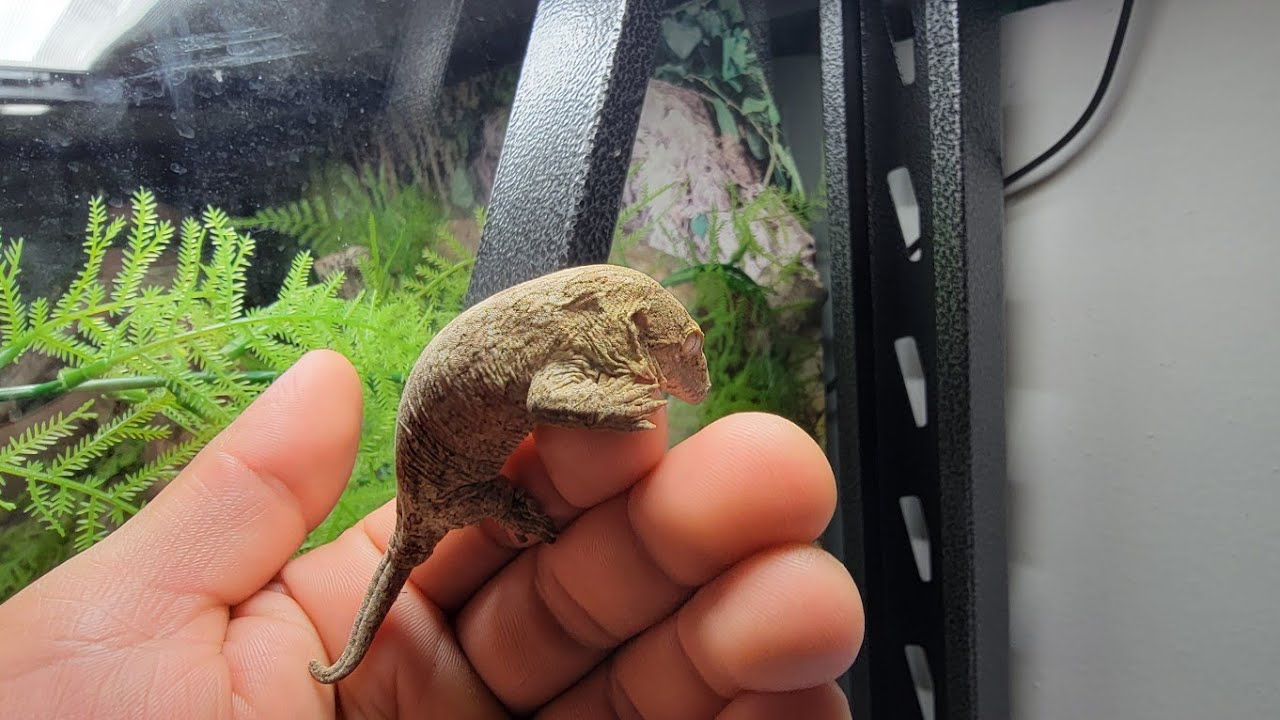 I Got My Dream Gecko! Leachie Gecko. Rhacodactylus leachianus.