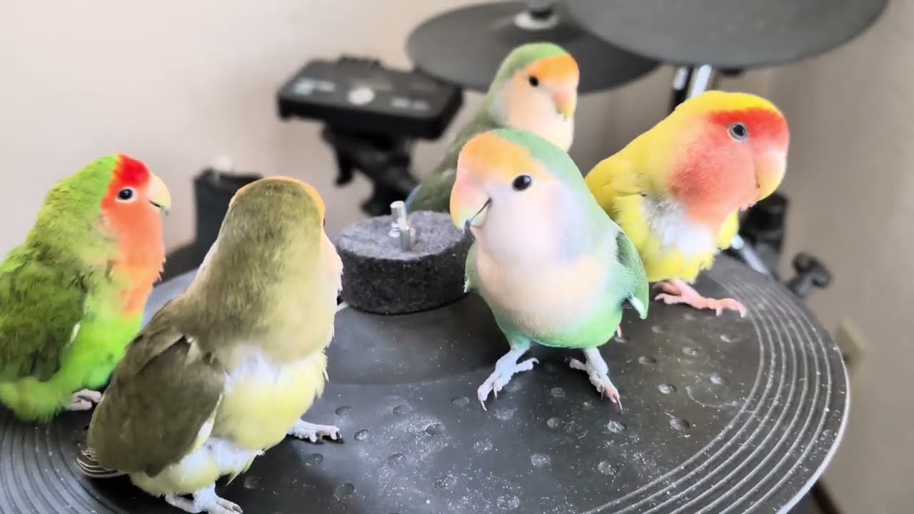 ここはファミリーの遊び場🦜✨️