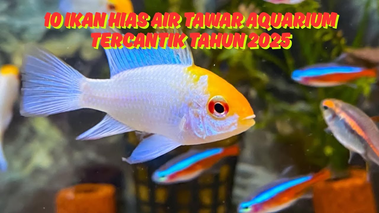 10 Jenis Ikan Hias Air Tawar Aquarium Tercantik 2025