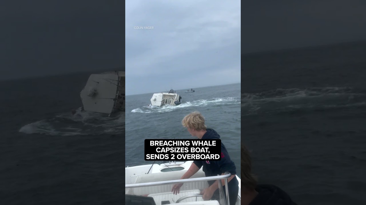 Breaching whale capsizes boat, sends 2 overboard off coast of New Hampshire