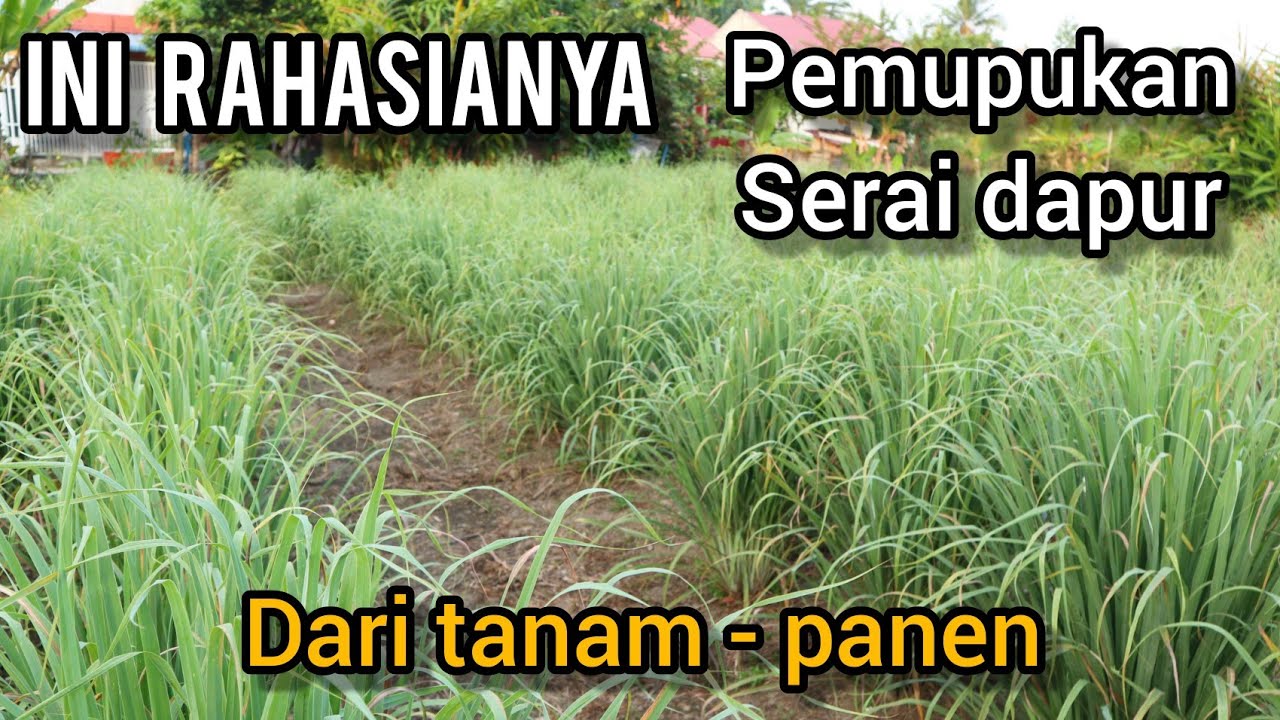 Cara pemupukan serai dapur dari tanam hingga siap panen