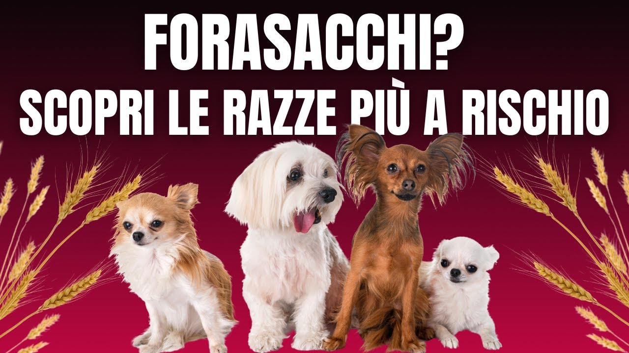 5 Categorie di cani a maggior rischio Forasacchi (il tuo è tra questi?)