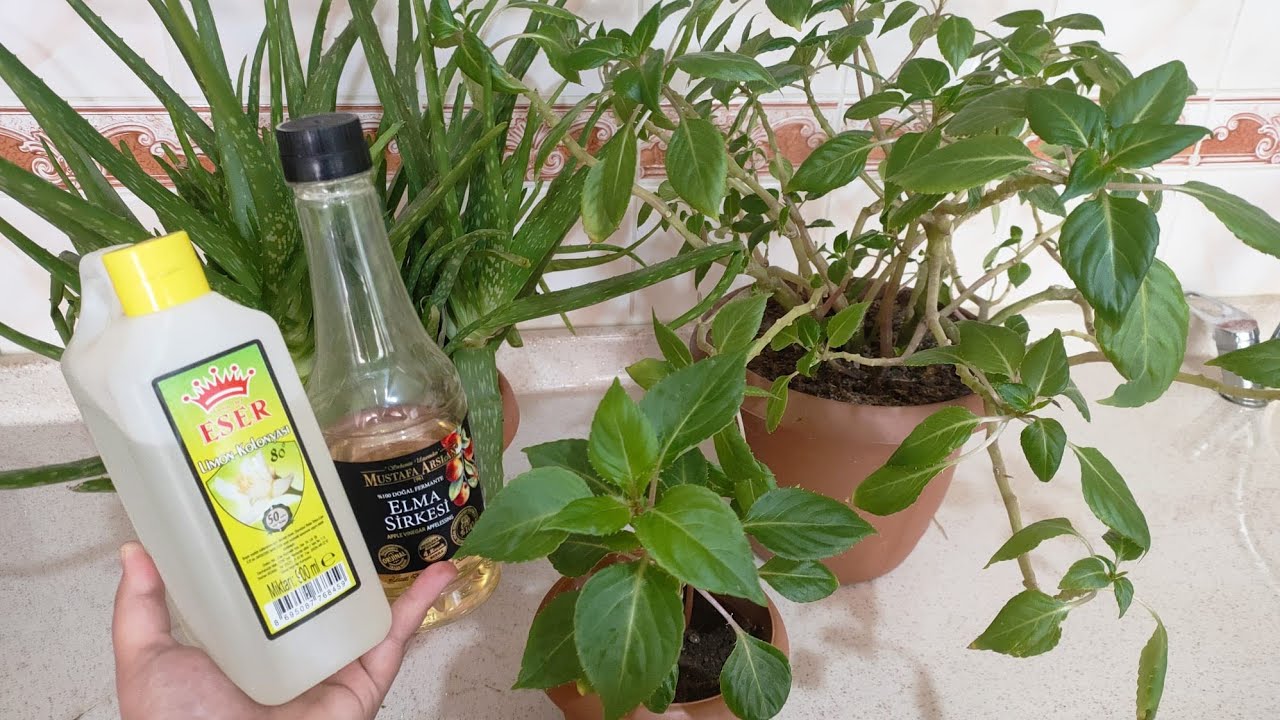 Cam güzeli Çiçeği ✅ Bu Kürü Mutlaka Uygulayın✅Çiçek Bakımı✅