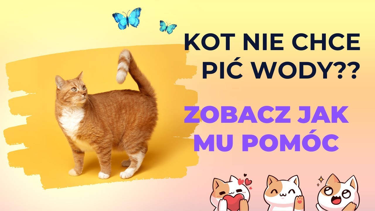 Kot nie chce pić wody? Sprawdź co można z tym zrobić.