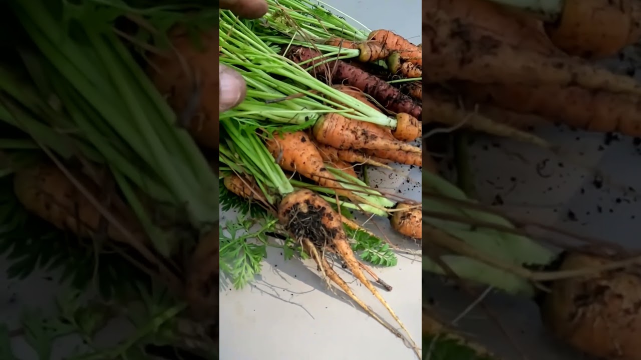 Carrot 🥕 Harvest