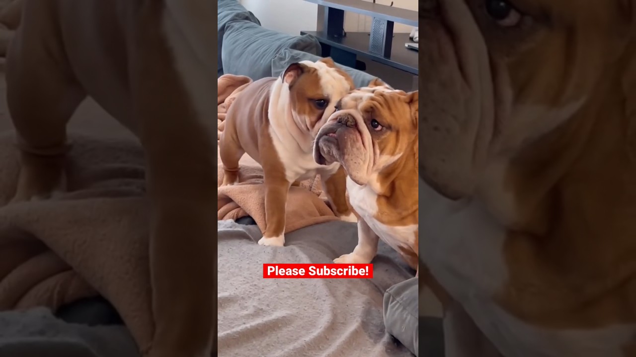 Bulldogs Let’s Get Ready to Rumble! 