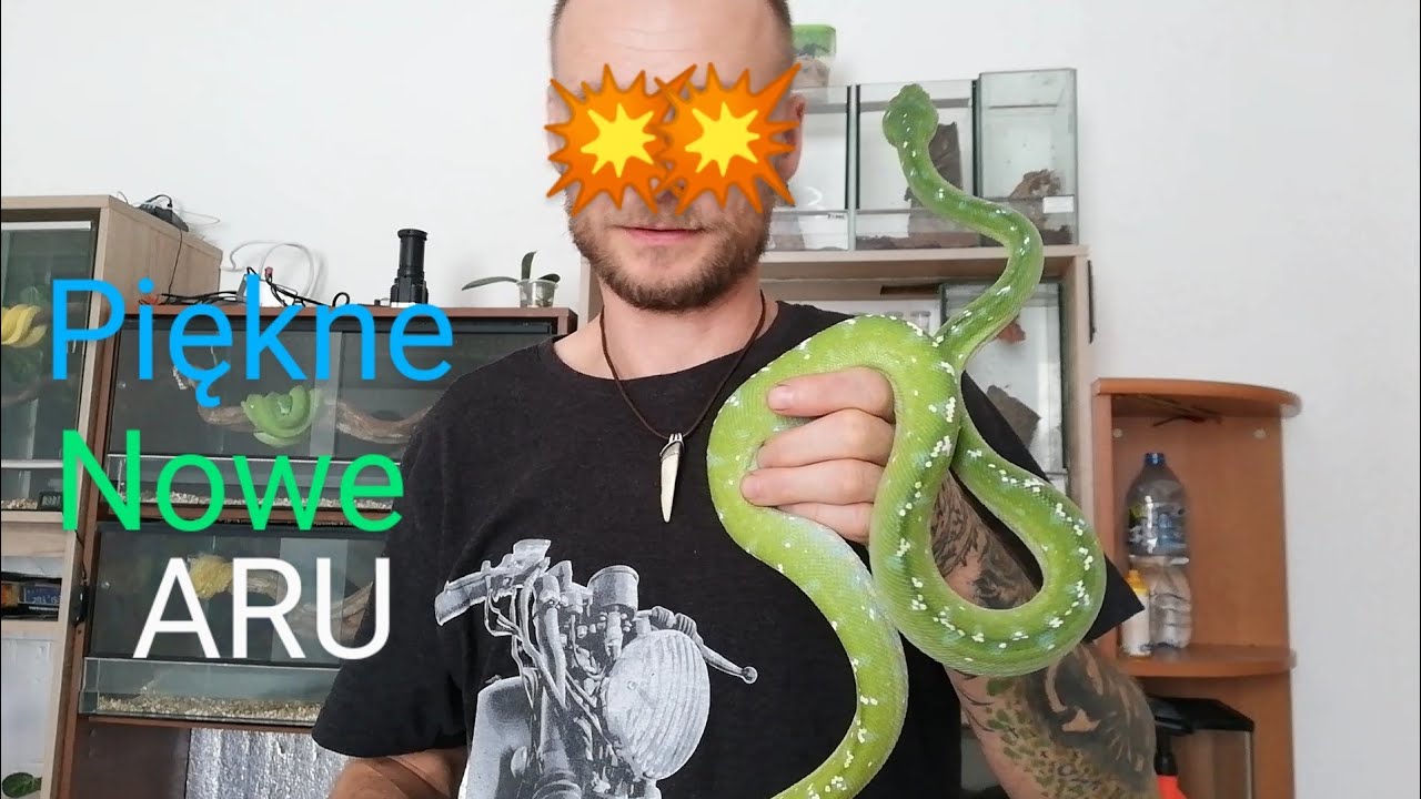 nowe morelia viridis 💚💙 piękne lok. Aru