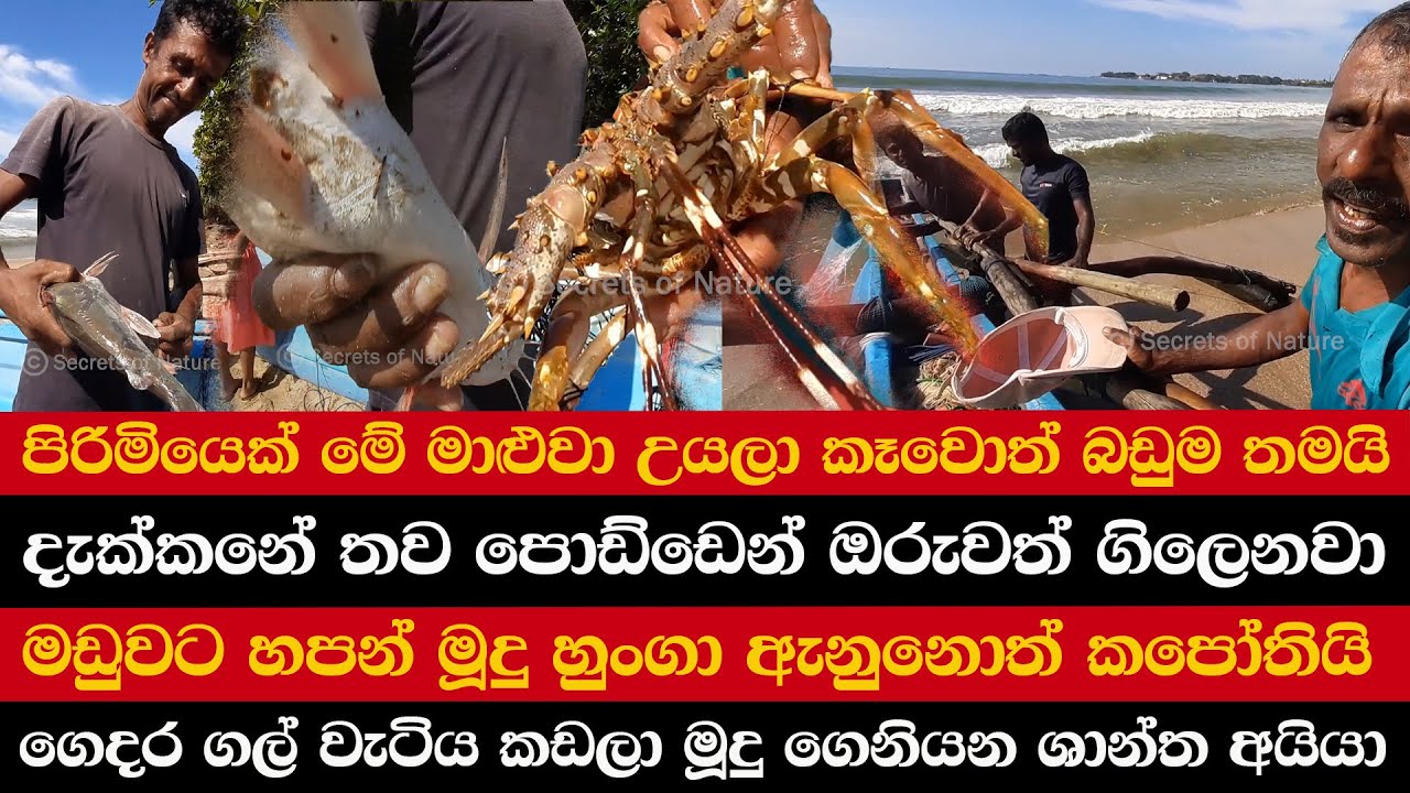 පිරිමියෙක් මේ මාළුවා උයලා කෑවොත් බඩුම තමයි | දැක්කනේ තව පොඩ්ඩෙන් ඔරුවත් ගිලෙනවා