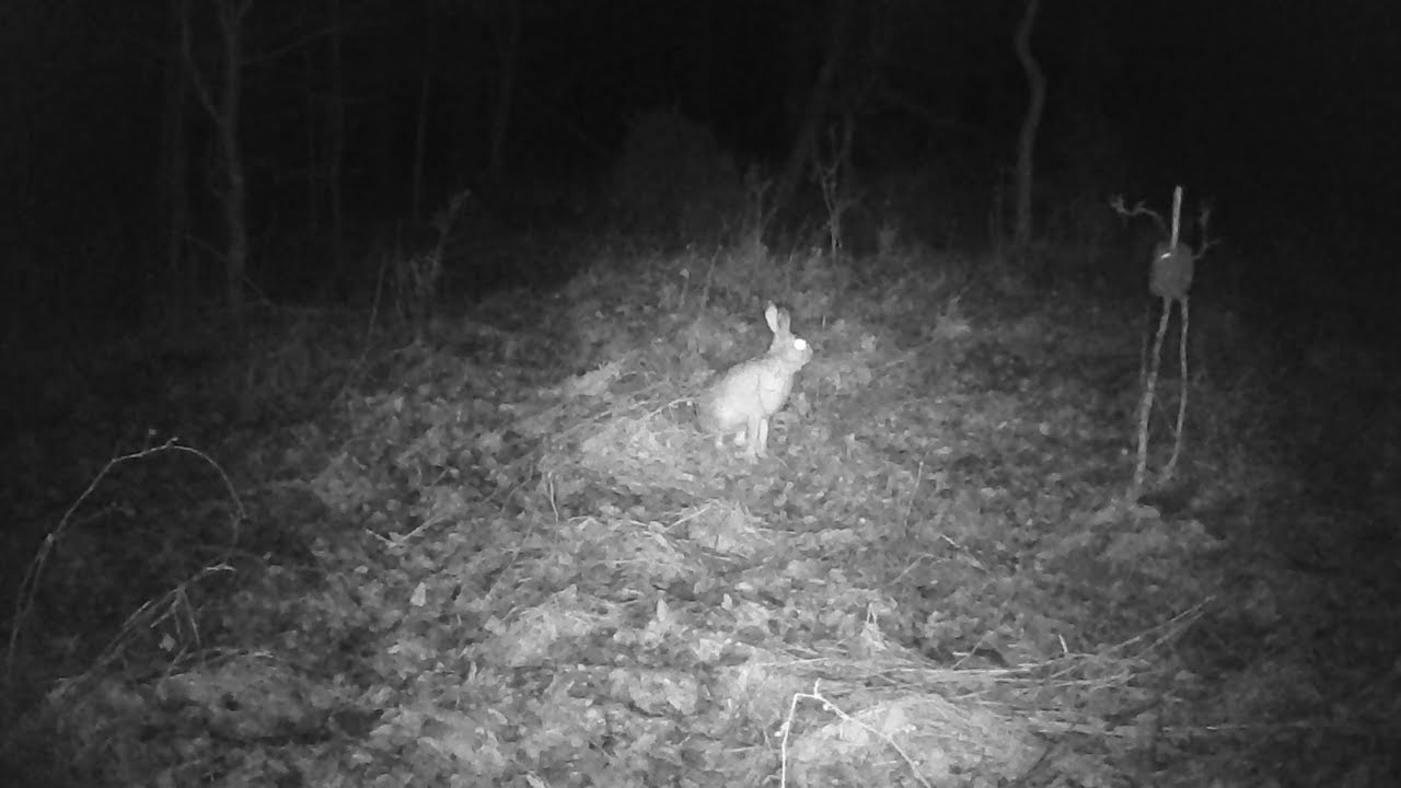 Jurajska fauna okiem fotopułapki - tydzień 52 część 2