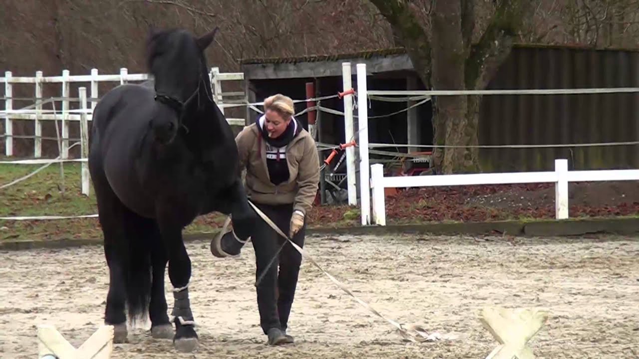 Bodenarbeit mit Norikerhengst Thorin