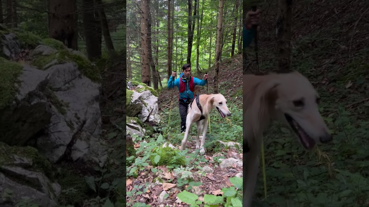 3 products for HIKING with DOGs 🐕⛰️