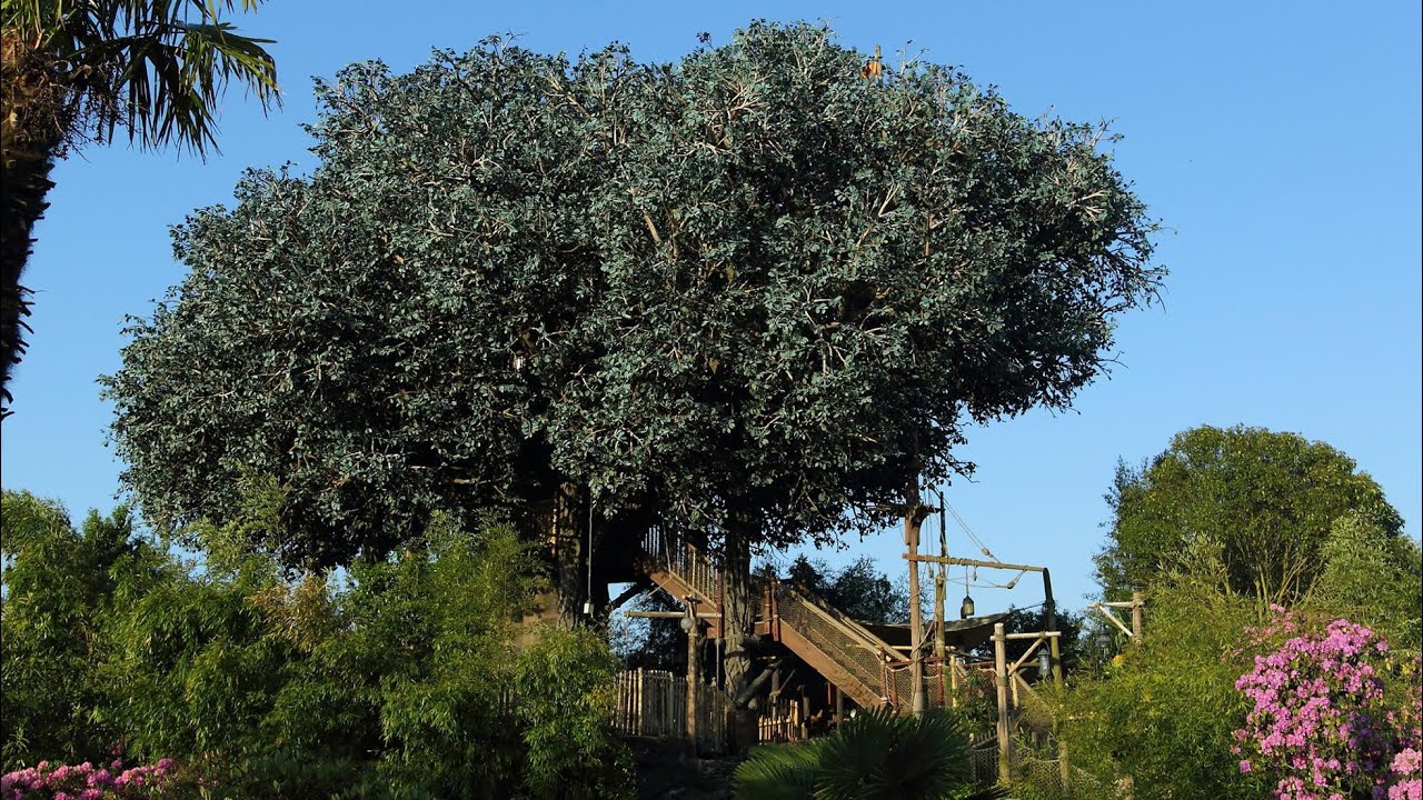 [4K] La Cabane des Robinson 2022 - Disneyland Paris