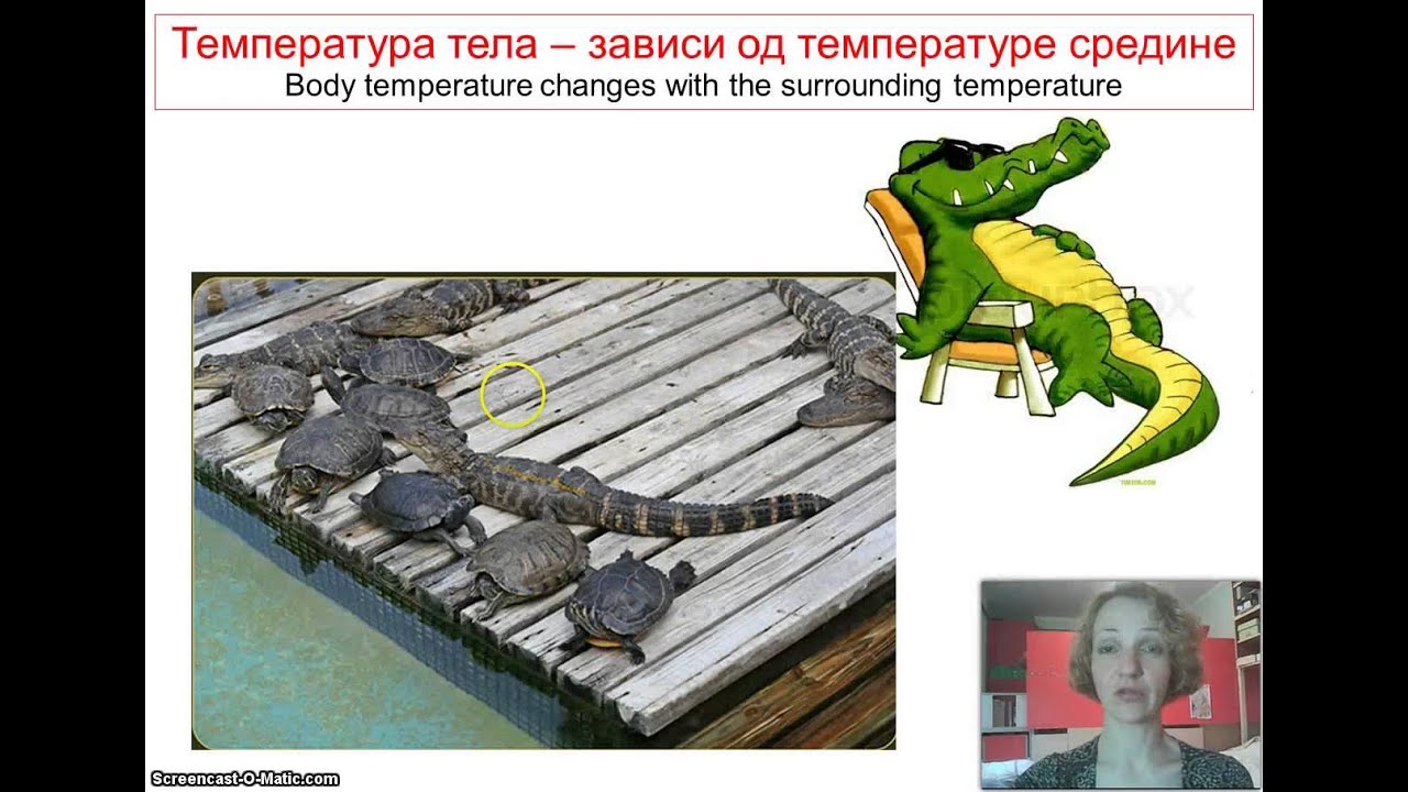 Izokrenuta učionica   Gmizavci