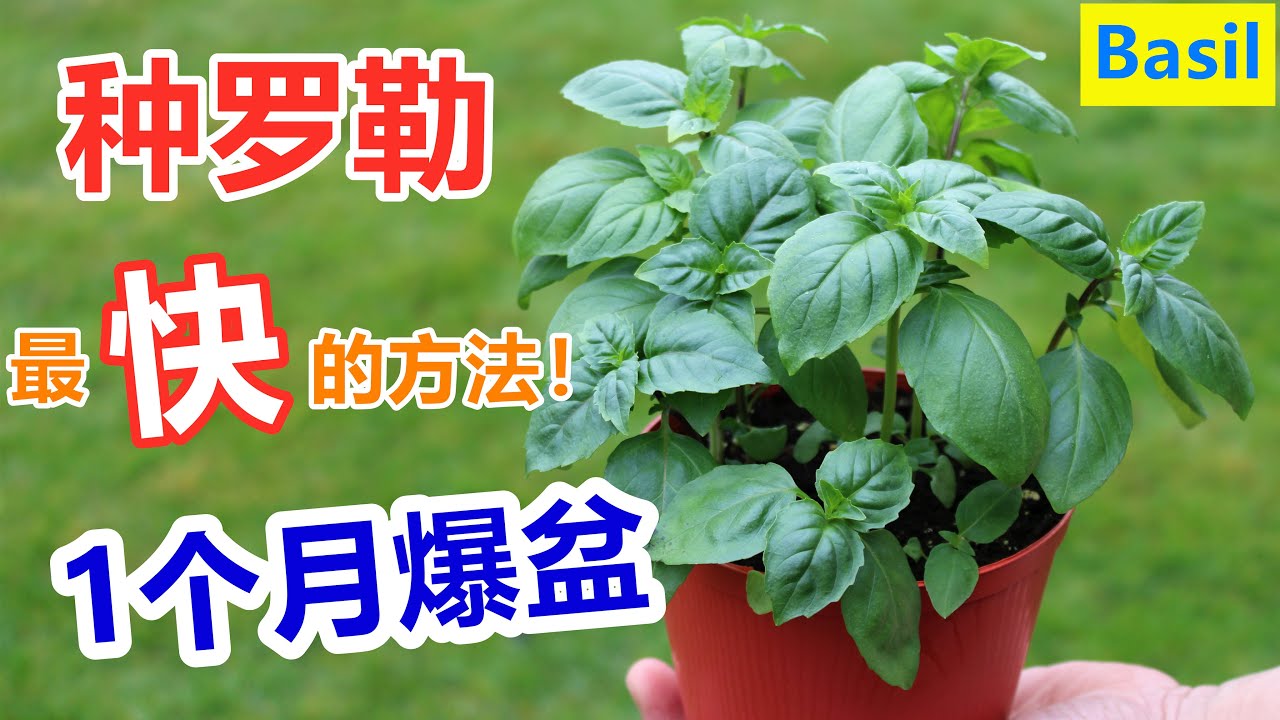 还在扦插等生根？这个人已经吃上了！花盆种罗勒/九层塔, 伴生/驱虫/调味料 How to grow basil from seeds in a fastest way English Subtitle