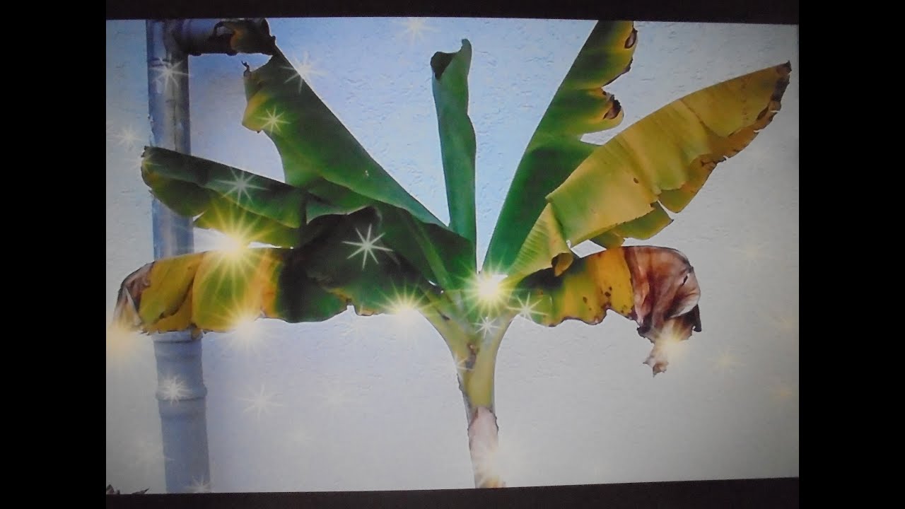 Bananenstaude &uuml;berwintern/Bananenableger(Kindle) &uuml;berwintern/Bananenpflanze &uuml;berwintern/Bananenpalme