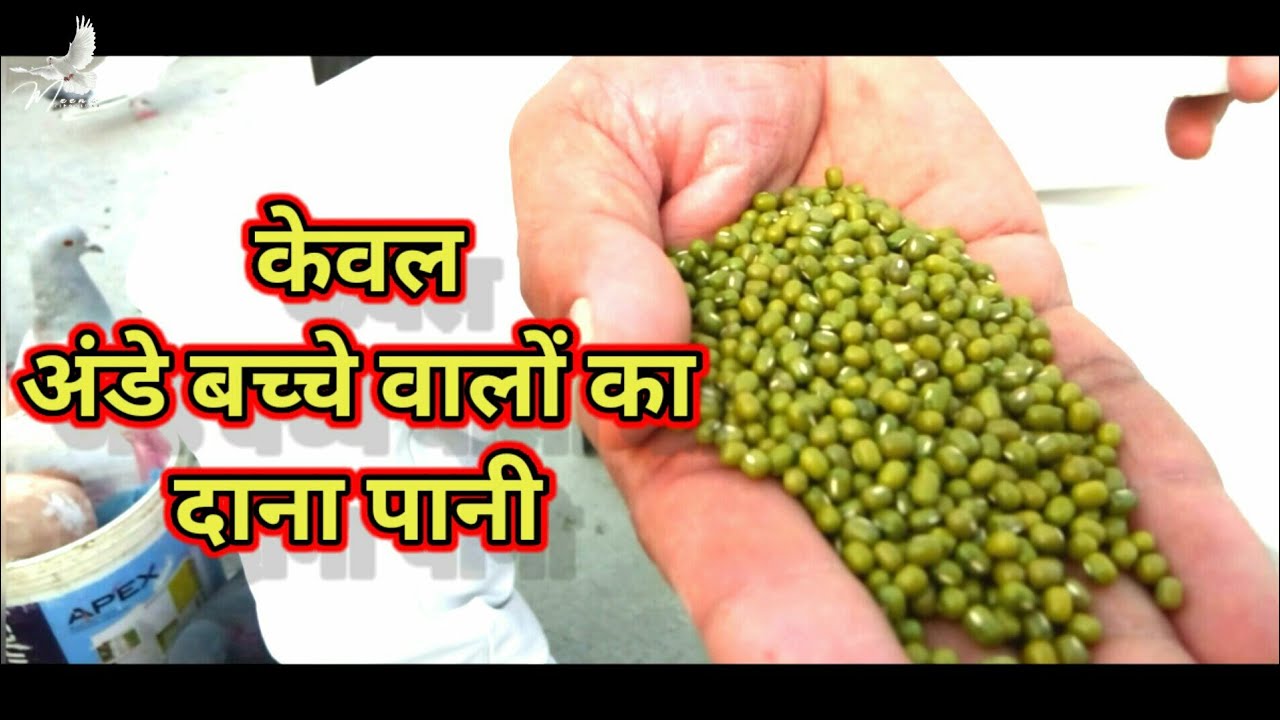 अंडे बच्चे वाले कबूतर का दाना पानी कैसे करें | What to feed breeding pigeons | Meenu Kirodiwal 🕊🕊