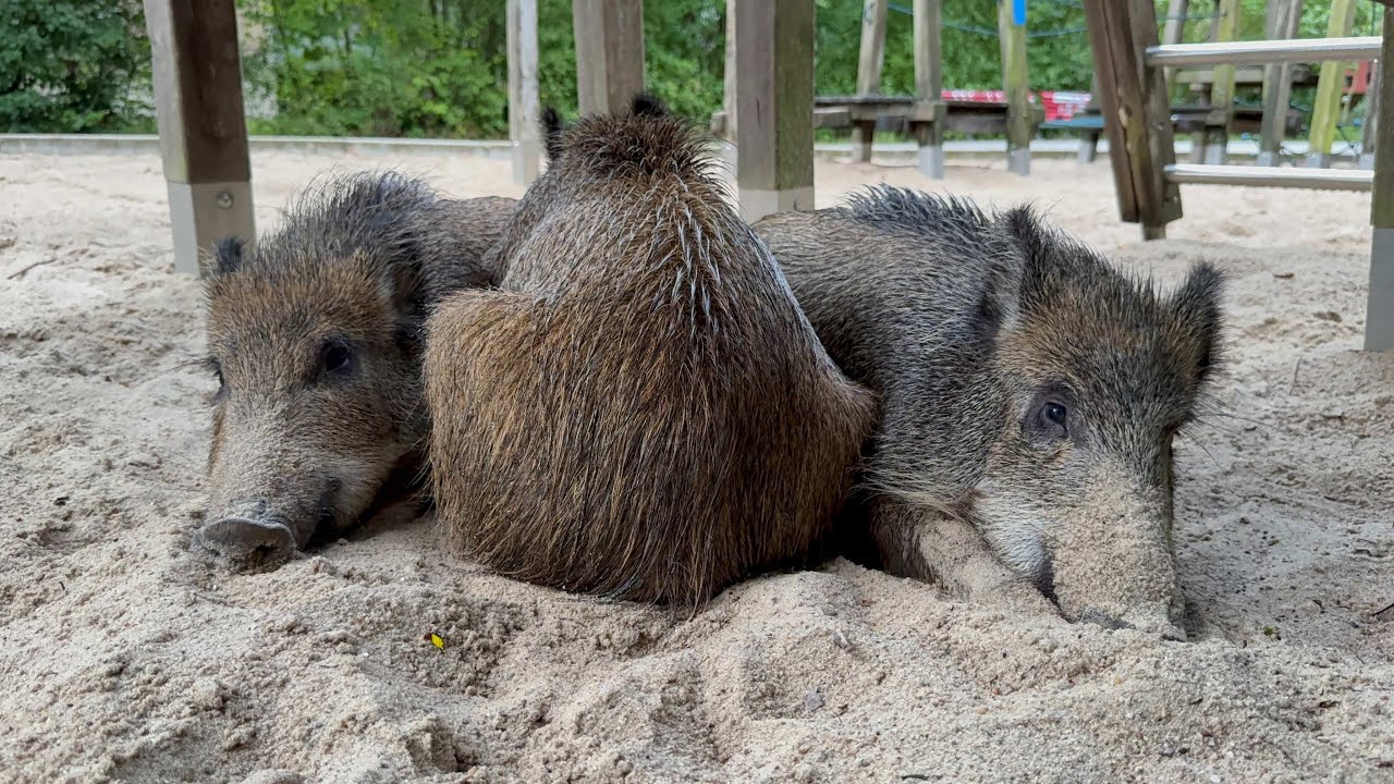 Die Wildschweine von Spandau – Leben im Münsinger Park