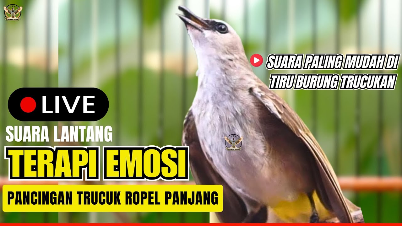 Masteran Trucukan Gacor Ngalas Tarung Ropel Panjang | Ampuh Untuk Pancingan Trucuk Agar Bunyi Nyaut