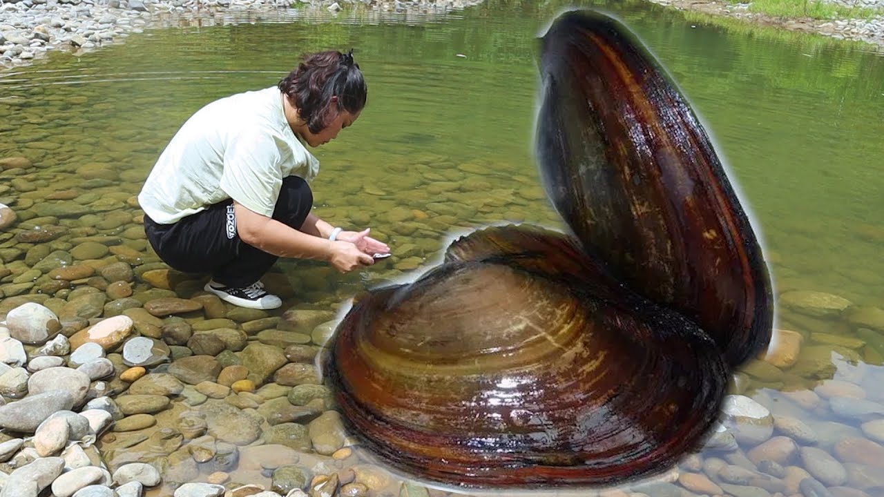 A century old clam hides top-notch pearls, and beautiful women are collecting them