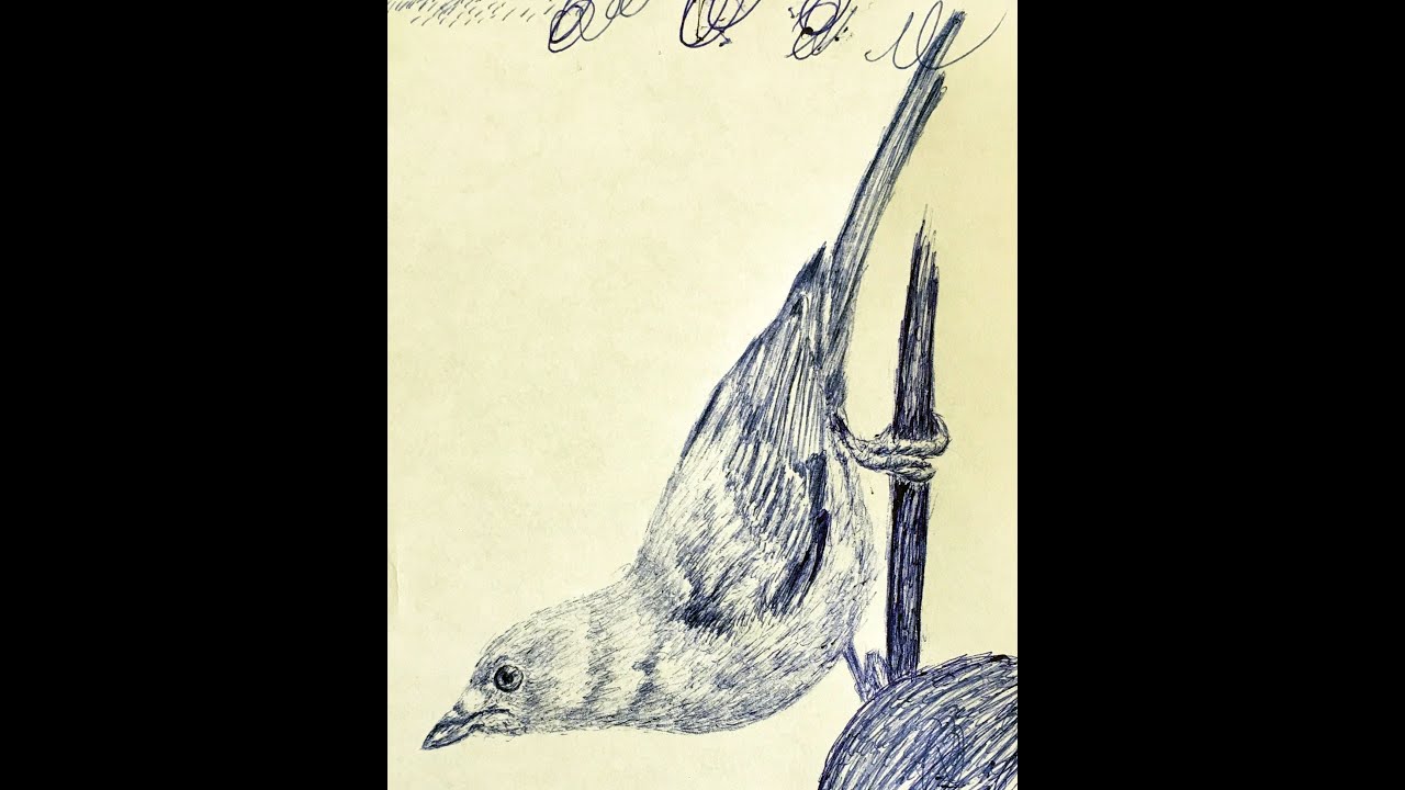 Blue-gray Tanager. Sketch a Blue-gray Tanager. Pen Drawing of a Blue-gray Tanager