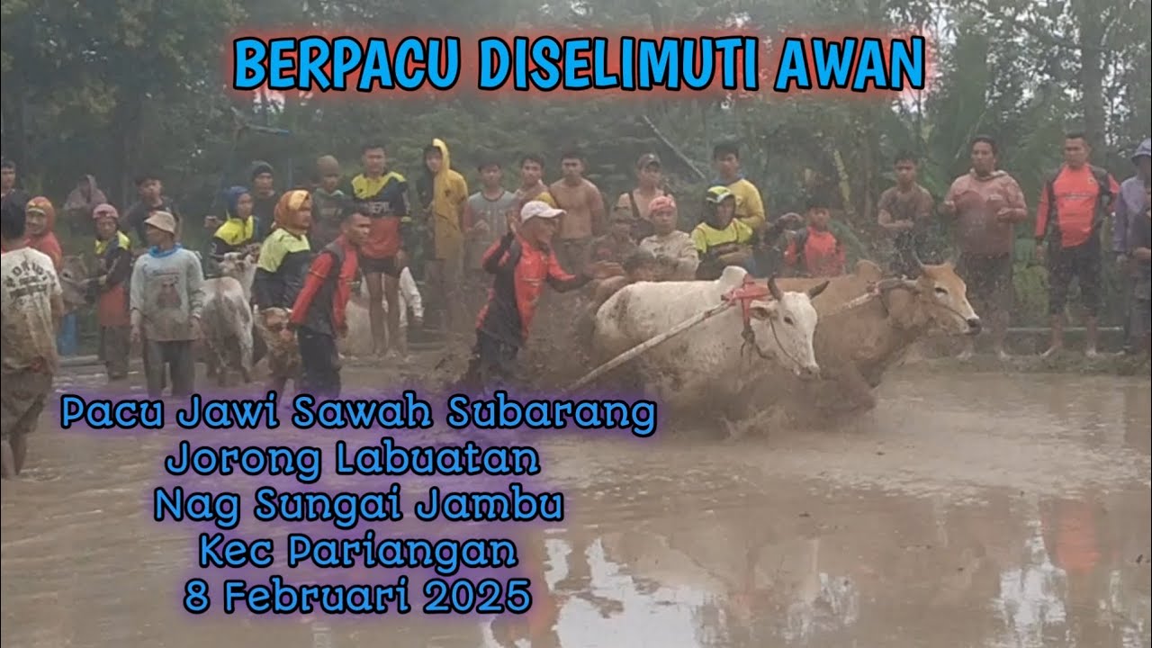 PACU JAWI PEMBUKA. JORONG LABUATAN NAG SUNGAI JAMBU KEC PARIANGAN 8 FEBRUARI 2025