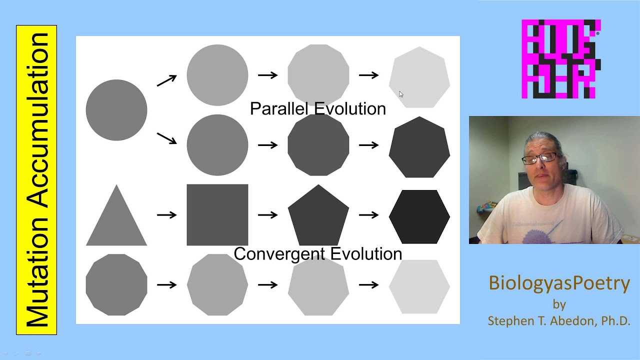 Mutation Accumulation