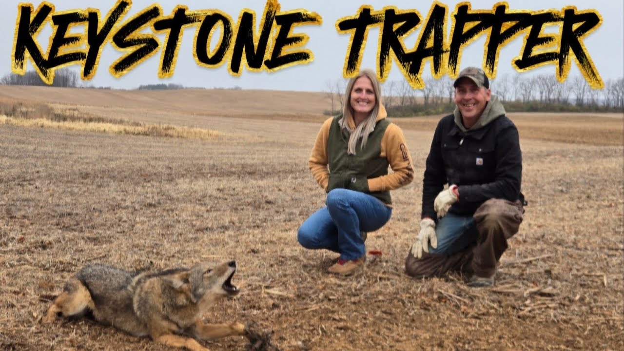 2024 Trapping Season, Episode 8, Trapping with the Boss. #trapping #coyote #fox