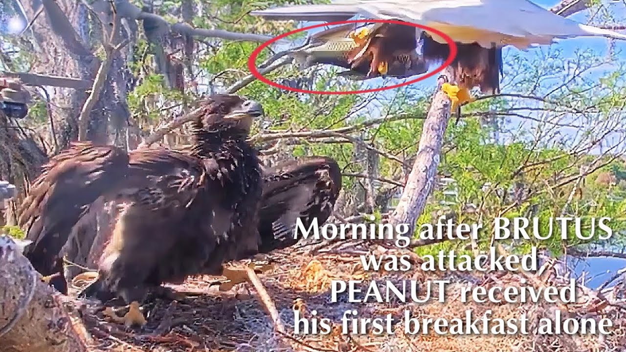#441🦅Peanut🐥60°(& Brutus🐥65°)／Winter Park Eagle Nest 2026／Against All Odds:One-Eyed Mom／Wink💗Atlas